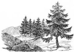 Bergfichte mit Keimling