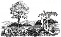 Bergahorn in natürlicher Umgebung